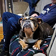 Coco is registered to the contest to win money with this photo: dog, bulldog, man, sofa, blanket, curtains, indoor, plaid, wooden_floor, casual_clothing, relaxed, pet, home, furniture, animal, resting, portrait, person, canine, cozy