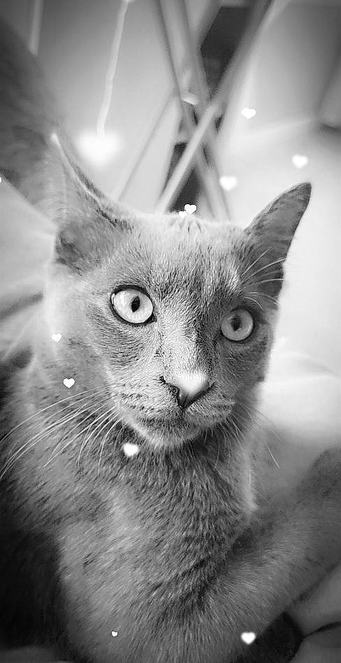 Luna participe au concours pour gagner de l'argent avec cette photo : asian, black_and_white, burmese, carnivore, cat, domestic_short_haired_cat, ear, eye, felidae, kitten, mammal, monochrome, nebelung, photography, russian_blue, small_to_medium_sized_cats, snapshot, snout, vertebrate, whiskers
