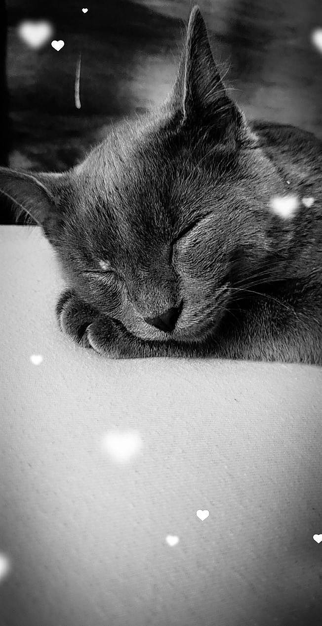 Luna participe au concours pour gagner de l'argent avec cette photo : asian, black, black_and_white, black_cat, carnivore, cat, domestic_short_haired_cat, ear, eye, felidae, kitten, monochrome, monochrome_photography, nebelung, photography, small_to_medium_sized_cats, snout, style, whiskers, white