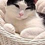 Oreo participe au concours pour gagner de l'argent avec cette photo : cat, black_and_white_cat, basket, wicker_basket, blanket, soft_blanket, cozy, whiskers, pink_nose, paw, white_fur, black_fur, pet, domestic_cat, close_up, portrait, indoor, sleepy, relaxed, ears