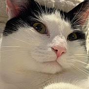 Oreo participe au concours pour gagner de l'argent avec cette photo : cat, feline, close_up, portrait, whiskers, pink_nose, green_eyes, black_and_white, fur, indoor, cozy, blanket, paw, ears, muzzle, cute, soft, pet, eye_reflection, relaxed