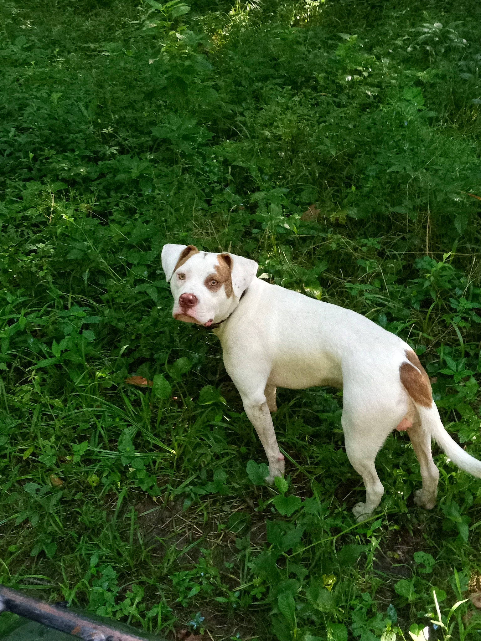 Rufus joined the competition — help win amazing prizes! canidae, carnivore, collar, companion_dog, dog, dog_breed, dog_collar, dogo_guatemalteco, fawn, grass, hunting_dog, molosser, non_sporting_group, plant, shrub, snout, sporting_group, tail, terrestrial_animal, working_animal