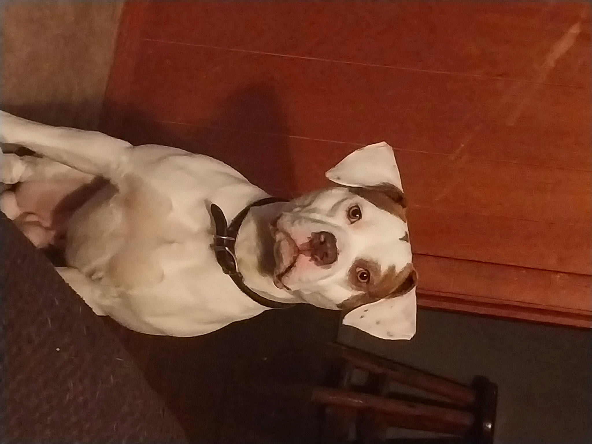 Rufus joined the competition — help win amazing prizes! art, canidae, carnivore, companion_dog, costume, dog, dog_breed, ear, eyewear, fawn, fur, gesture, jaw, no_expression, personal_protective_equipment, snout, sporting_group, whiskers, wood, working_animal