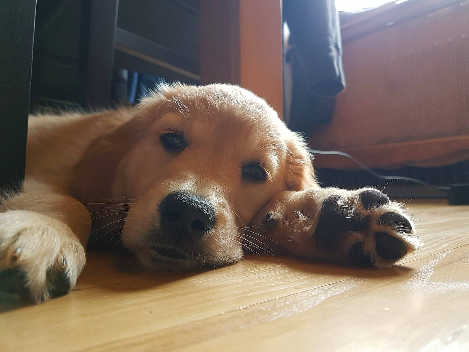 Pomme a rejoint le concours — aidez-le/la à gagner de superbes lots ! carnivore, comfort, companion_dog, corgi_chihuahua, dog, dog_breed, dog_supply, ear, fawn, flooring, fur, hardwood, paw, retriever, sporting_group, terrestrial_animal, whiskers, wood, working_animal