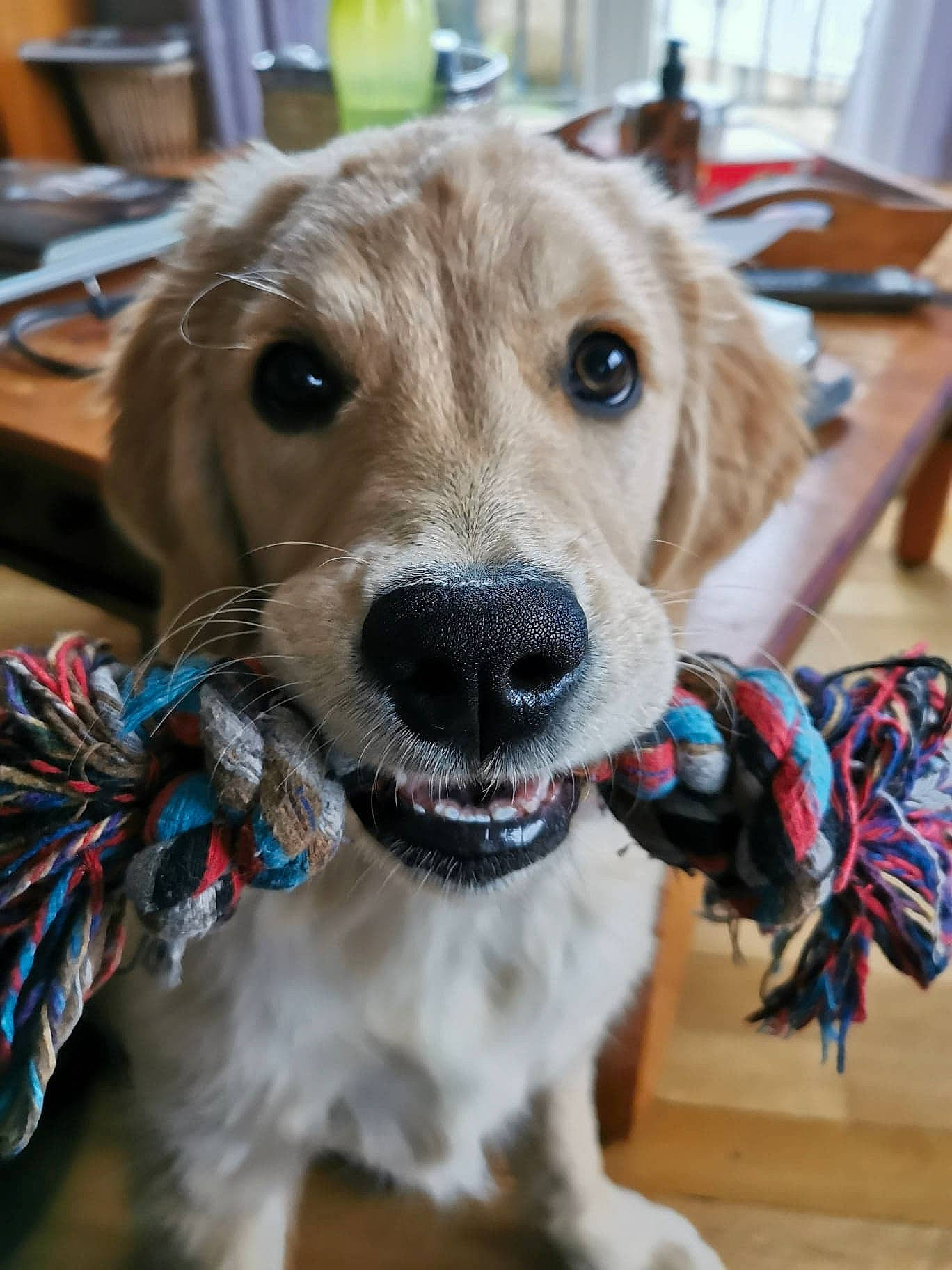 Pomme a rejoint le concours — aidez-le/la à gagner de superbes lots ! canidae, carnivore, chair, collar, companion_dog, dog, dog_breed, dog_collar, dog_supply, fashion_accessory, fawn, fur, leash, liver, pet_supply, snout, sporting_group, table, whiskers, working_animal