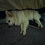 Chopper joined the competition — help win amazing prizes! animal, bed, calm, carpet, dog, domestic, floor, fur, household_items, indoor, lying_down, pet, quiet, resting, shadow, shoe, sleepy, tired, water_bottle, white_dog