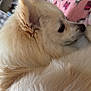 Chopper is registered to the contest to win money with this photo: animal, bed, blanket, canine, cozy, cute, dog, domestic, ears, fluffy, fur, hello_kitty, indoor, nose, pet, pink, relaxed, resting, side_view, soft
