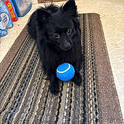 Oso joined the competition — help win amazing prizes! animal, black_dog, brown_door, carpet, cute, dog, ears, floor, fur, home, indoor, pet, playful, rug, small_dog, striped_rug, tennis_ball, tile_floor, toy, waiting