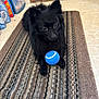 animal, black_dog, brown_door, carpet, cute, dog, ears, floor, fur, home, indoor, pet, playful, rug, small_dog, striped_rug, tennis_ball, tile_floor, toy, waiting