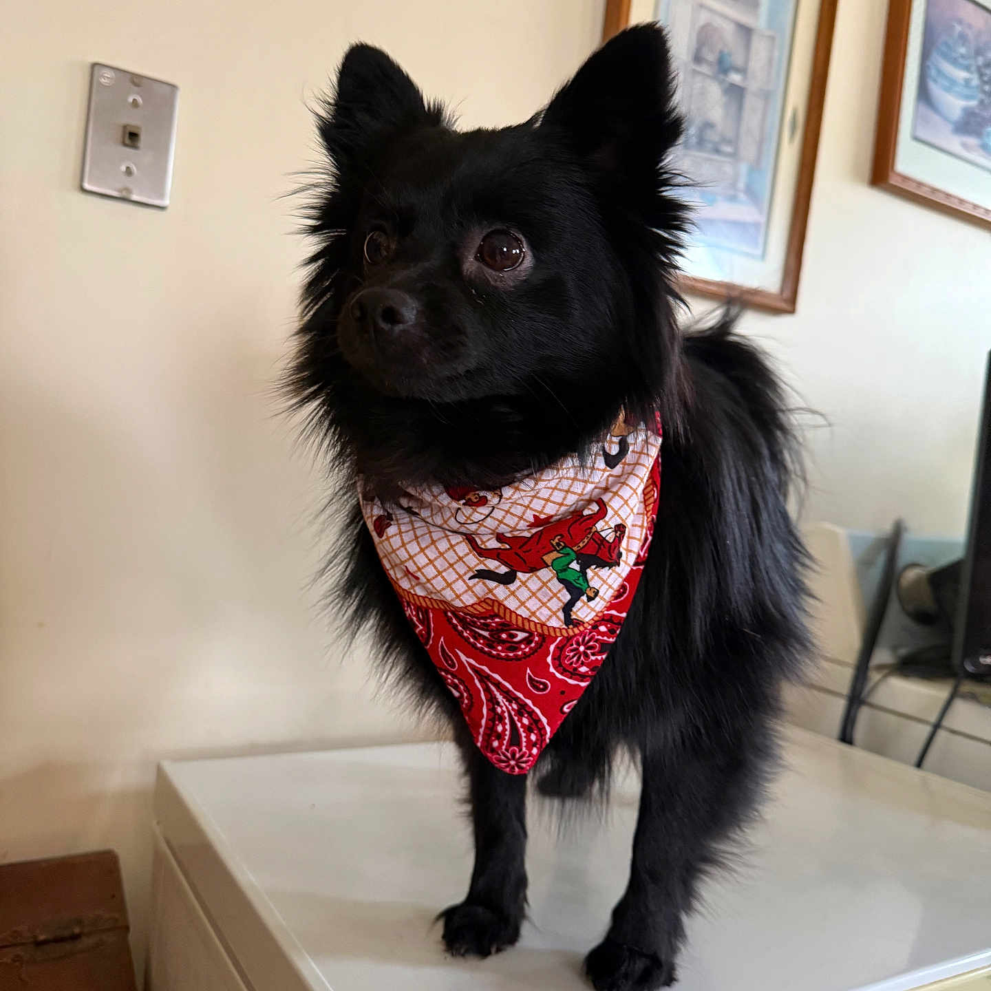 Oso is registered to the contest to win money with this photo: animal, appliance, bandana, black_dog, companion, curious, cute, dog, domestic, ears, fur, home, indoor, pet, picture_frame, portrait, small_dog, standing, wall, white_surface