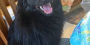 Oso is registered to the contest to win money with this photo: animal, black_dog, canine, chair, companion, cute, dog, domestic, friendly, fur, happy, home, indoor, kitchen, pet, sitting, smiling, tablecloth, tongue_out, wooden_chair