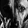 dog, close_up, black_and_white, portrait, animal, pet, face, fur, eyes, texture, canine, muzzle, whiskers, expression, monochrome, detailed, lighting, shadow, photography, animal_portrait