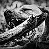 dog, black_and_white, close_up, teeth, stick, animal, pet, outdoor, nature, playful, mouth, canine, fur, snout, happy, chewing, wood, texture, portrait, expression
