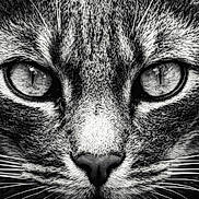 Chamallow participe au concours pour gagner de l'argent avec cette photo : cat, close_up, black_and_white, animal, feline, whiskers, eyes, face, portrait, pet, fur, nose, macro, intense, wildlife, nature, mammal, sharp, texture, monochrome