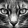 cat, close_up, black_and_white, animal, feline, whiskers, eyes, face, portrait, pet, fur, nose, macro, intense, wildlife, nature, mammal, sharp, texture, monochrome