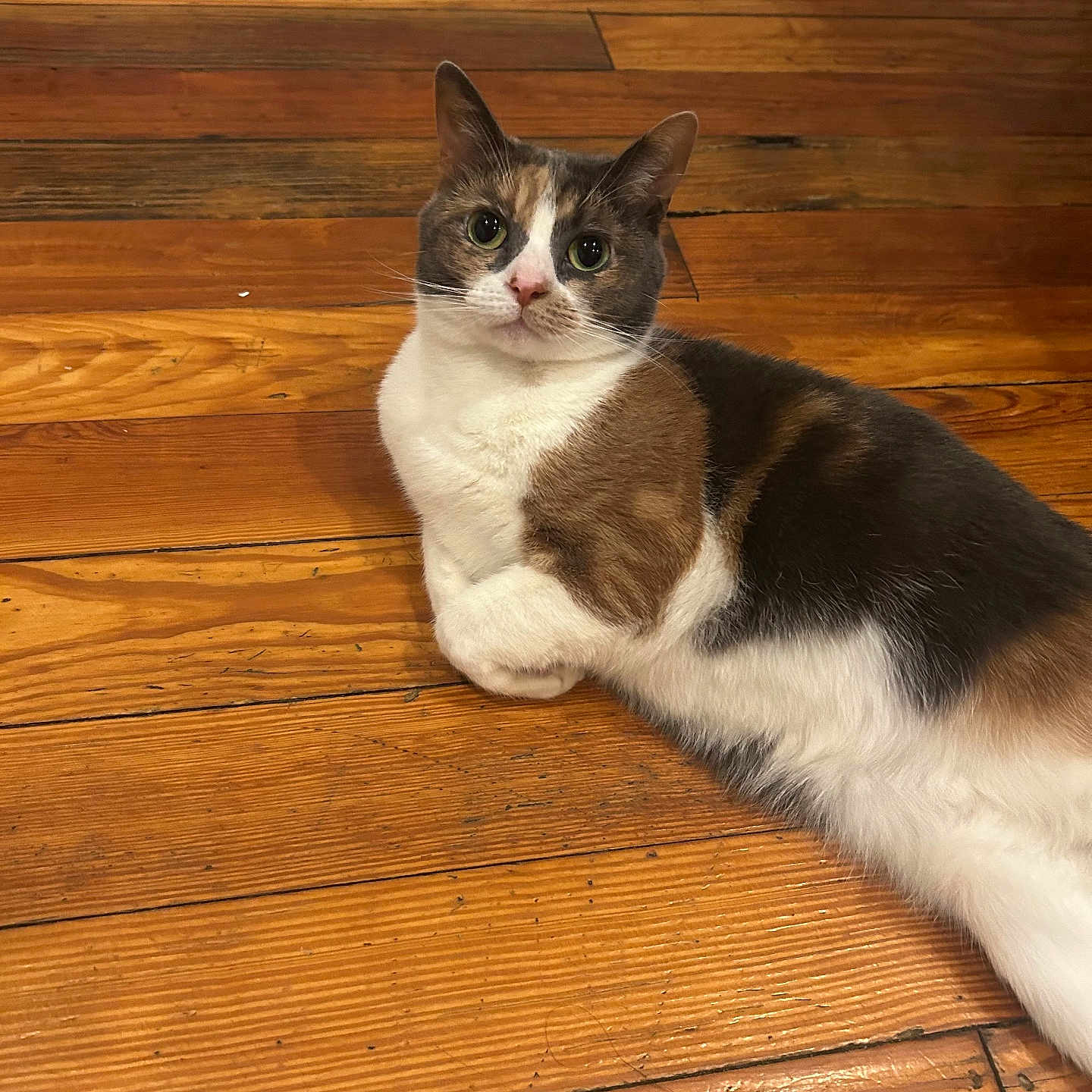 Filo is registered to the contest to win money with this photo: calico, cat, closeup, curious, domestic_animal, ears, feline, green_eyes, hardwood_floor, home_interior, indoor, laying, living_space, loaf_position, paw, pet, portrait, sitting, whiskers, wooden_planks
