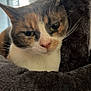 cat, calico_cat, feline, pet, whiskers, green_eyes, close_up, portrait, cozy, cat_tree, plush, soft_texture, indoor, fur, ear, nose, kitty, bed, sleepy, relaxed