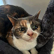 Filo joined the competition — help win amazing prizes! cat, calico, calico_cat, pet, whiskers, green_eyes, feline, close_up, indoor, cozy, fur, nose, ears, paws, blanket, cat_bed, cat_tree, curious, portrait, domestic_cat