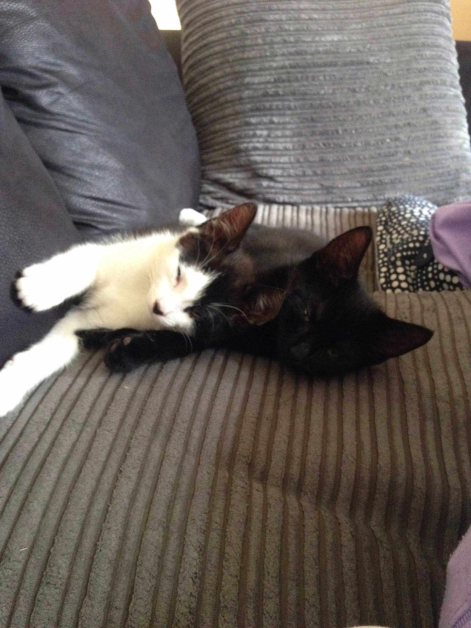 Winston And Churchill is registered to the contest to win money with this photo: