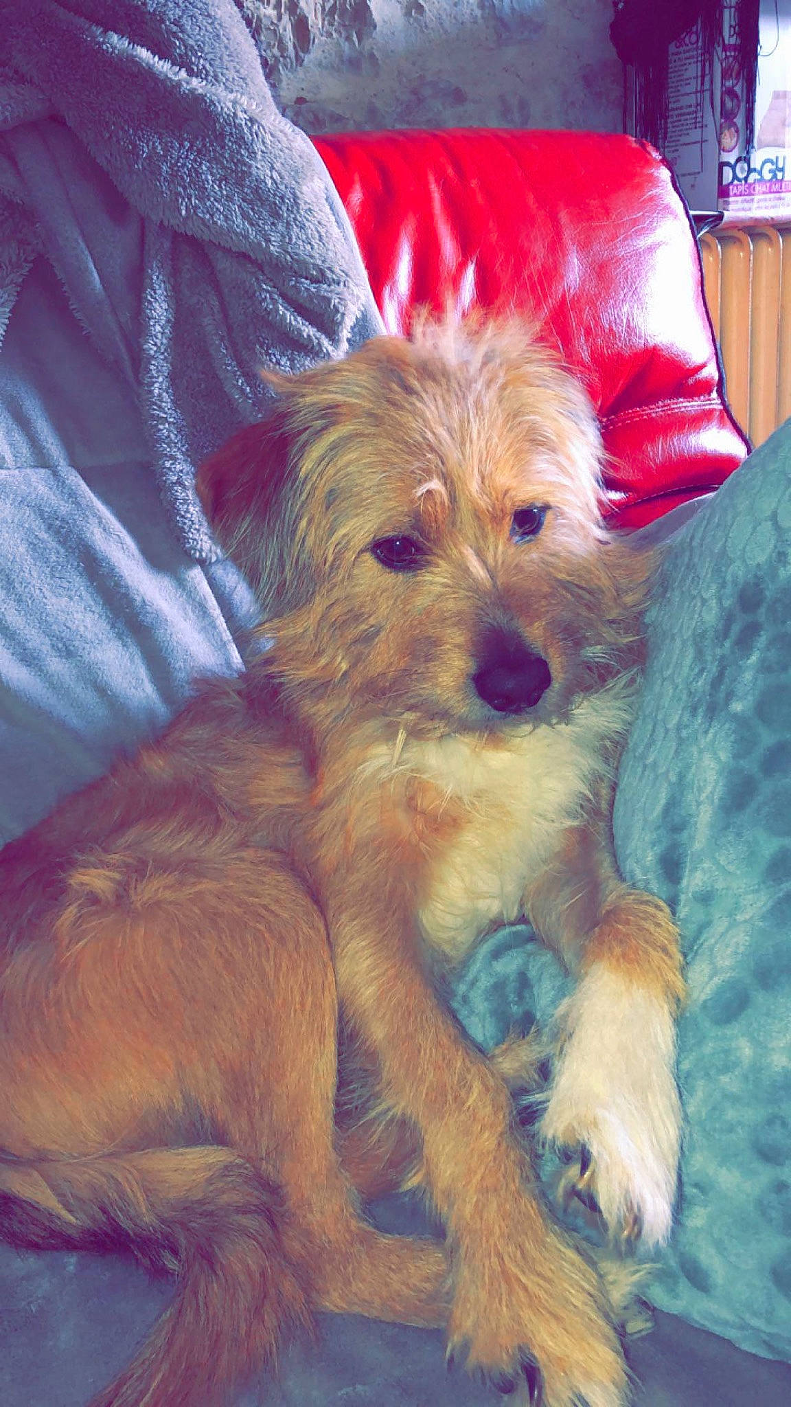 Tyson participe au concours pour gagner de l'argent avec cette photo : art, canidae, carnivore, comfort, companion_dog, dog, dog_breed, dog_supply, fawn, fur, liver, pillow, small_terrier, sporting_group, terrier, throw_pillow, toy_dog, working_animal, working_terrier, yorkipoo