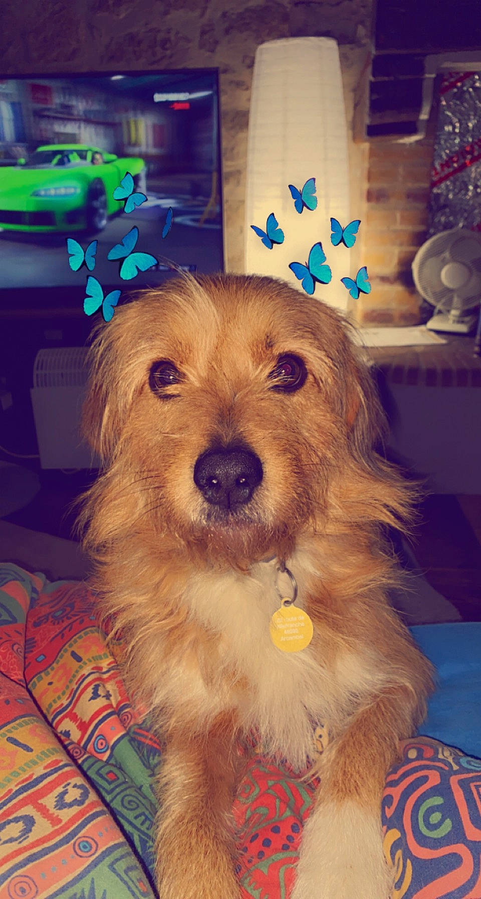 Tyson participe au concours pour gagner de l'argent avec cette photo : canidae, carnivore, companion_dog, dog, dog_breed, dog_clothes, dog_supply, event, fashion_accessory, fawn, fur, happy, liver, maltepoo, pet_supply, small_terrier, snout, sporting_group, toy_dog, working_animal