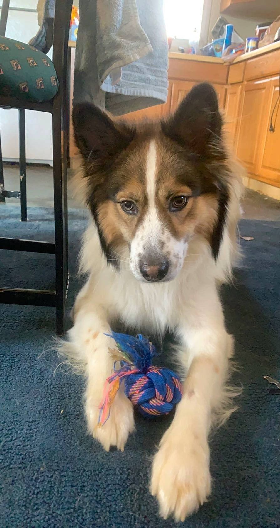 Axel is registered to the contest to win money with this photo: ancient_dog_breeds, canidae, carnivore, companion_dog, dog, dog_breed, door, electric_blue, fur, herding_dog, snout, sporting_group, terrestrial_animal, toy_dog, whiskers, working_animal, working_dog