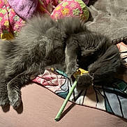 Pouncer is registered to the contest to win money with this photo: cat, gray_cat, fluffy, pet, animal, lying_down, blanket, flower, toy, cozy, indoor, soft, fur, paws, cute, resting, playful, colorful, bed, relaxed