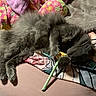 cat, gray_cat, fluffy, pet, animal, lying_down, blanket, flower, toy, cozy, indoor, soft, fur, paws, cute, resting, playful, colorful, bed, relaxed