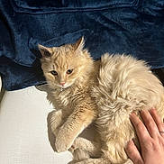 Tchoupi participe au concours pour gagner de l'argent avec cette photo : cat, fluffy, orange_cat, pet, hand, blanket, white_surface, indoor, relaxed, fur, animal, cute, domestic_cat, cozy, comfort, resting, closeup, feline, soft, natural_light