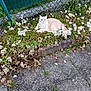 Tchoupi a rejoint le concours — aidez-le/la à gagner de superbes lots ! cat, flower_bed, white_flowers, green_plants, sidewalk, stone_border, outdoor, nature, pet, animal, cream_colored, feline, resting, garden, plant_life, pavement, leaf_litter, small_weeds, chain_link_fence, calm