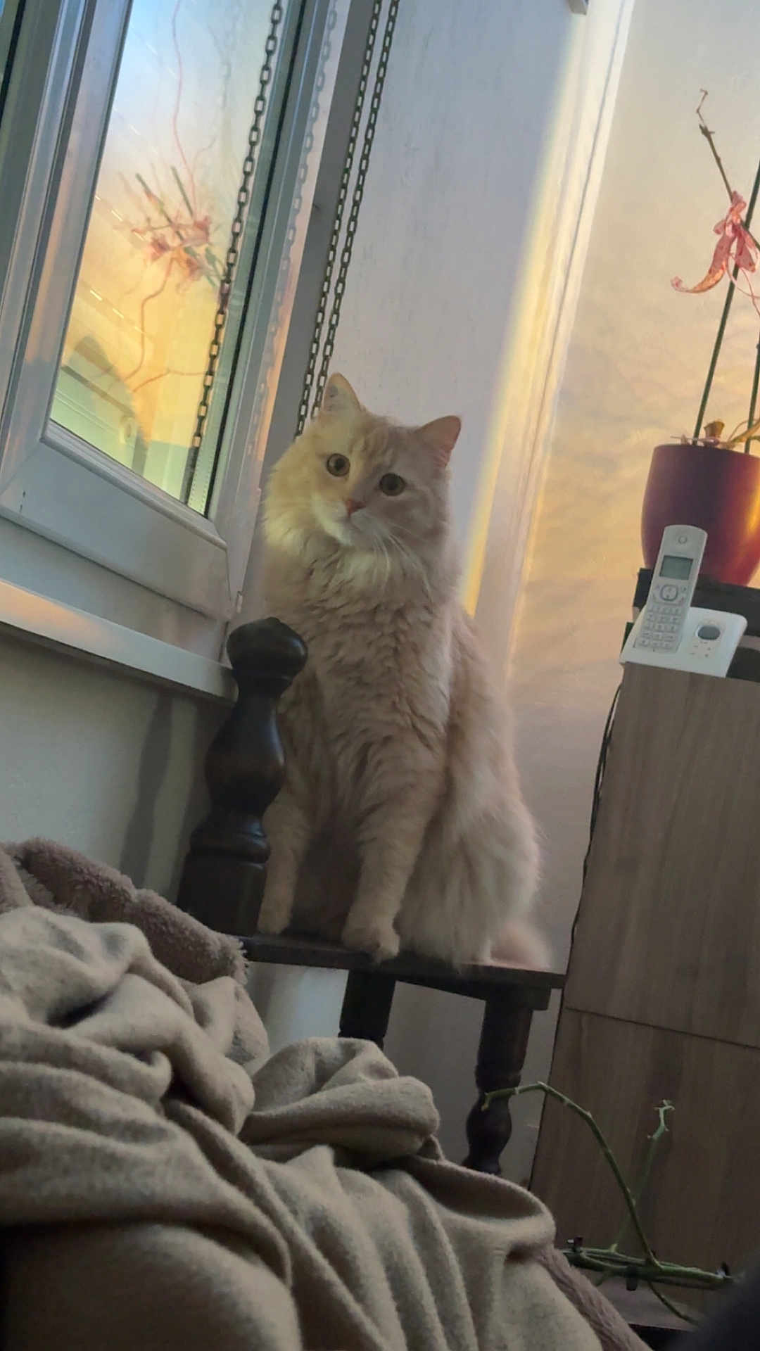 Tchoupi a rejoint le concours — aidez-le/la à gagner de superbes lots ! cat, fluffy, indoor, window, chair, blanket, potted_plant, telephone, wooden_furniture, cozy, light, cream_color, pet, domestic_animal, curtains, reflection, shadow, plant_stem, relaxed, seated