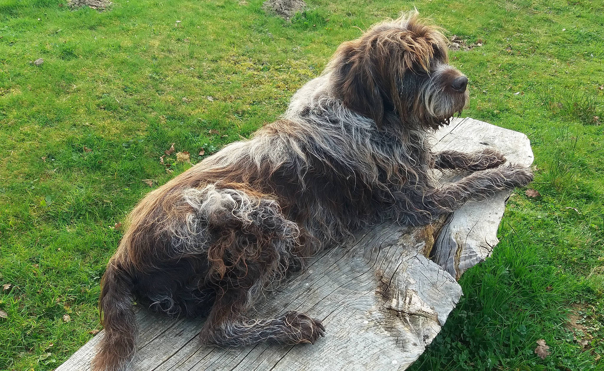 Boby a rejoint le concours — aidez-le/la à gagner de superbes lots ! art, canidae, carnivore, companion_dog, dog_breed, fur, grass, groundcover, small_terrier, snout, sporting_group, terrestrial_animal, terrier, water_dog