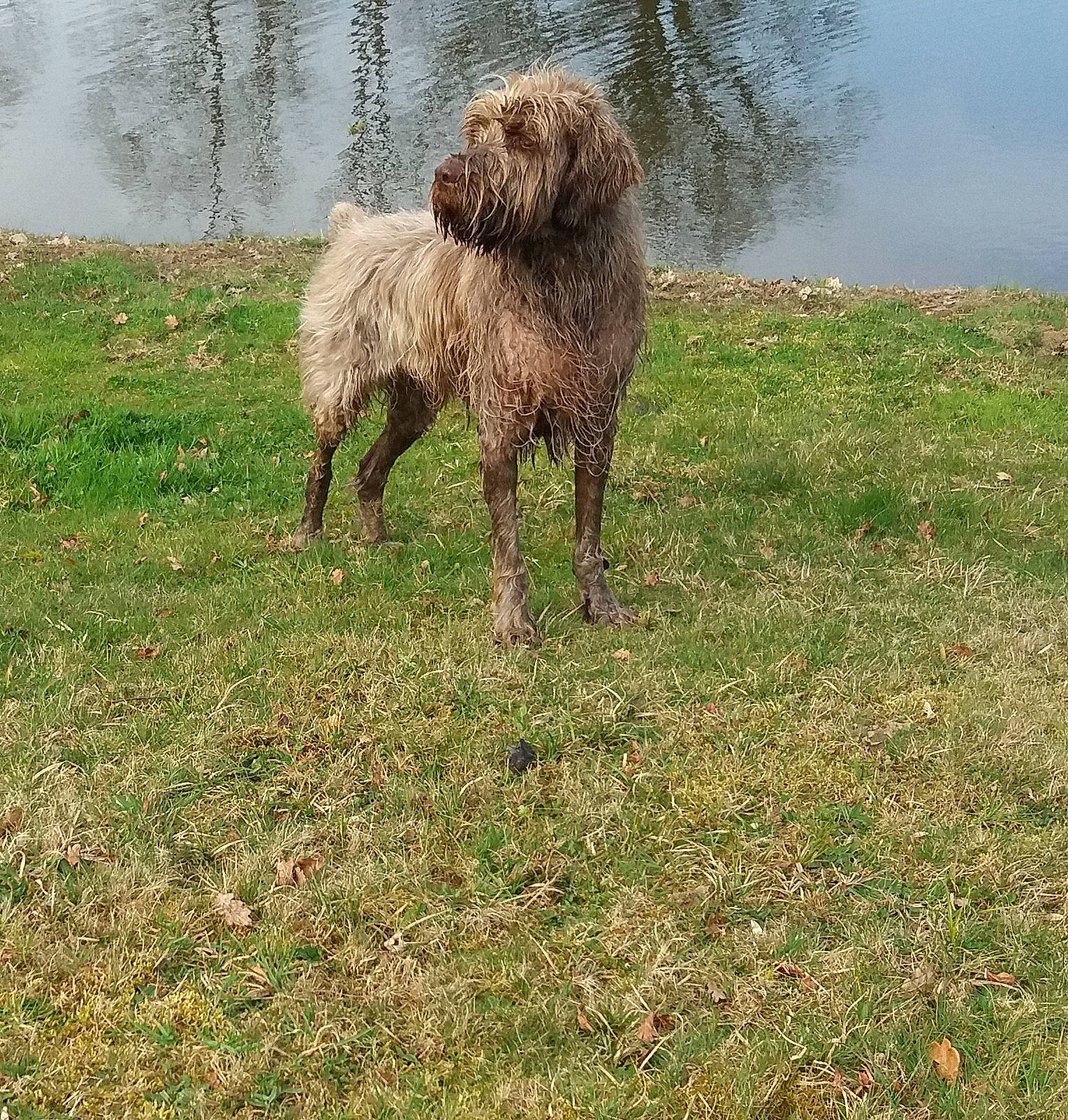 Solide a rejoint le concours — aidez-le/la à gagner de superbes lots ! canidae, carnivore, companion_dog, dog, dog_breed, fawn, grass, grassland, gun_dog, landscape, liver, livestock, pasture, plant, sheep, sporting_group, terrestrial_animal, water, water_dog, working_animal