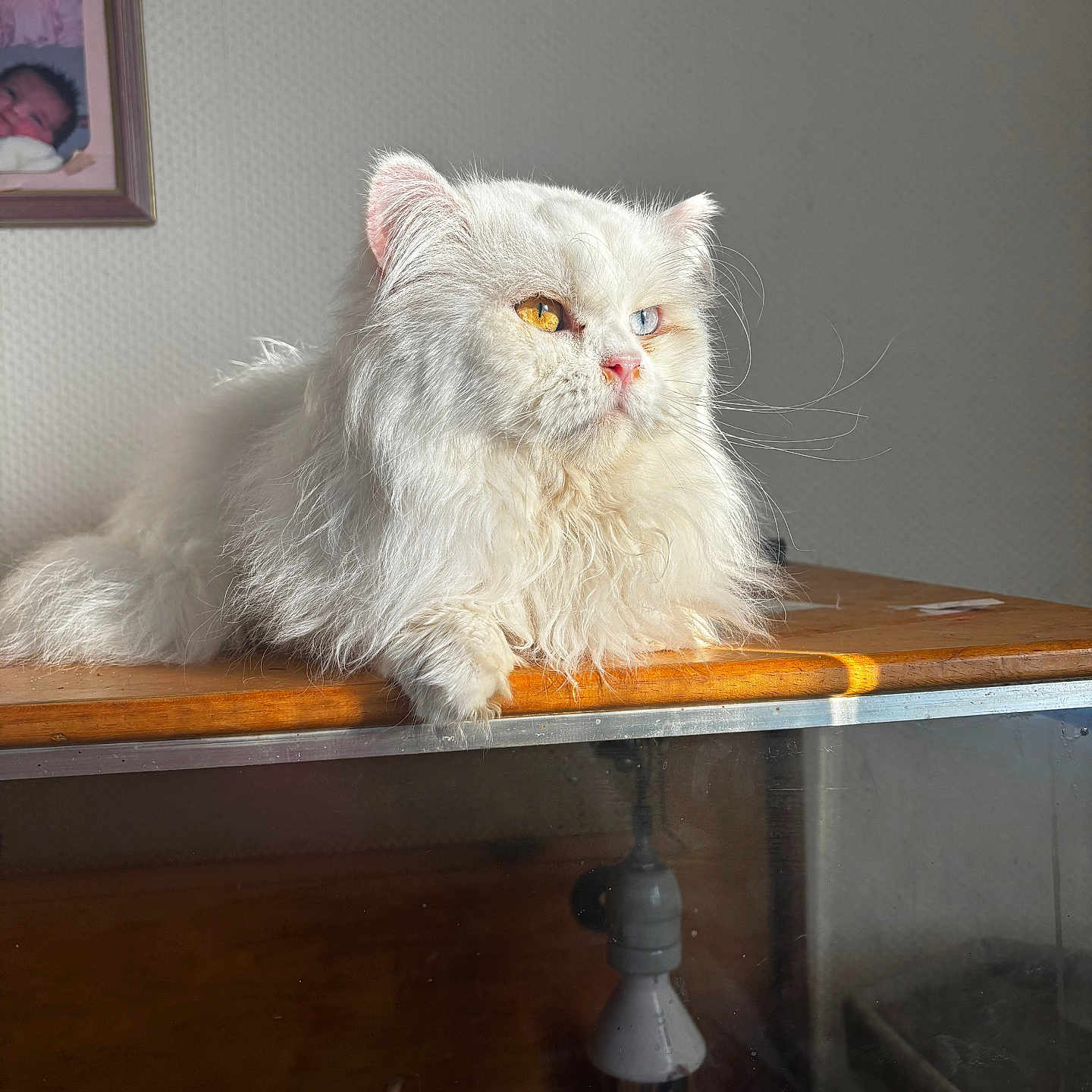 Snow a rejoint le concours — aidez-le/la à gagner de superbes lots ! angora, animal, cat, closet, cupboard, desk, drawer, face, furniture, hardwood, head, kitten, manx, person, pet, plywood, shelf, siamese, table, wood