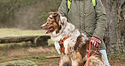 Toska participe au concours pour gagner de l'argent avec cette photo : animal, canine, clothing, coat, dog, face, grass, head, jacket, nature, outdoors, park, person, pet, photography, plant, portrait, tree, vegetation, walkingdog