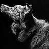 animal, artistic, black_and_white, canine, close_up, dark_background, dog, ears, fur, looking_up, monochrome, pet, photography, portrait, side_profile, snout, studio_lighting, texture, whiskers, wildlife