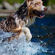 Toska a rejoint le concours — aidez-le/la à gagner de superbes lots ! dog, water, splash, wet, animal, outdoor, nature, playful, happy, running, fur, canine, motion, summer, active, energetic, river, lake, closeup, portrait