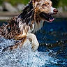 dog, water, splash, wet, animal, outdoor, nature, playful, happy, running, fur, canine, motion, summer, active, energetic, river, lake, closeup, portrait