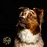 Toska a rejoint le concours — aidez-le/la à gagner de superbes lots ! animal, brown_fur, canine, close_up, dark_background, dog, ears, expression, eyes, fluffy, focused, fur_texture, looking_up, muzzle, nose, pet, portrait, side_view, studio_lighting, white_fur