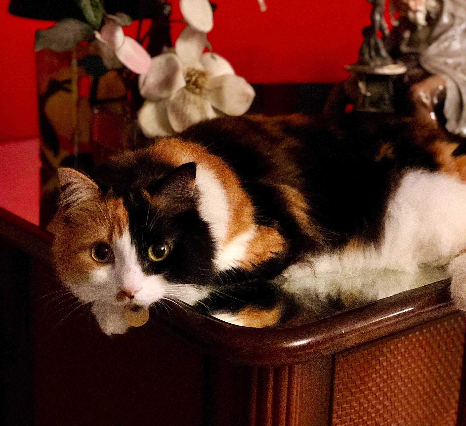 Miabelle is registered to the contest to win money with this photo: carnivore, cat, cat_supply, comfort, domestic_short_haired_cat, event, felidae, fur, hardwood, lap, paw, plant, room, sitting, small_to_medium_sized_cats, snout, tail, whiskers, window, wood