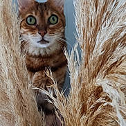 Maggy a rejoint le concours — aidez-le/la à gagner de superbes lots ! alert, animal, background, beige, cat, close_up, curious, fluffy, fur, green_eyes, indoor, nature, pampas_grass, pet, pink, plant, portrait, texture, whiskers, wild_grass