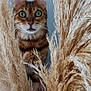 alert, animal, background, beige, cat, close_up, curious, fluffy, fur, green_eyes, indoor, nature, pampas_grass, pet, pink, plant, portrait, texture, whiskers, wild_grass