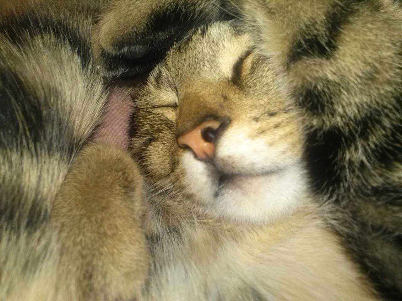 Brutus