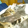 Brutus participe au concours pour gagner de l'argent avec cette photo :