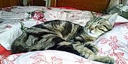 Brutus participe au concours pour gagner de l'argent avec cette photo :