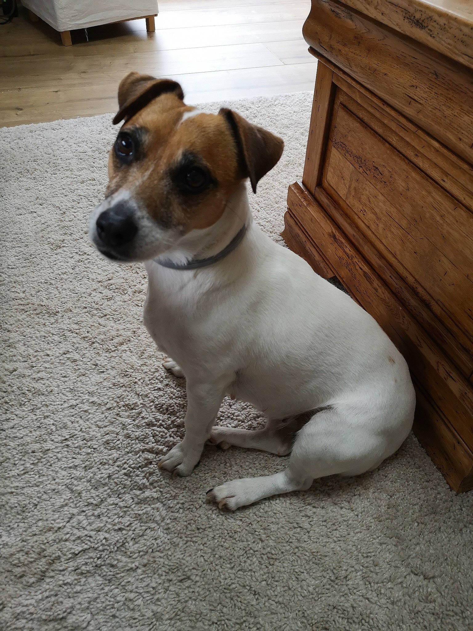 Jeepsy a rejoint le concours — aidez-le/la à gagner de superbes lots ! canidae, carnivore, companion_dog, danish_swedish_farmdog, dog, dog_breed, fox_terrier, irishjacks, jack_russell_terrier, mammal, miniature_fox_terrier, parson_russell_terrier, plummer_terrier, potcake_dog, rare_breed_dog, russell_terrier, smooth_fox_terrier, snout, tenterfield_terrier, vertebrate