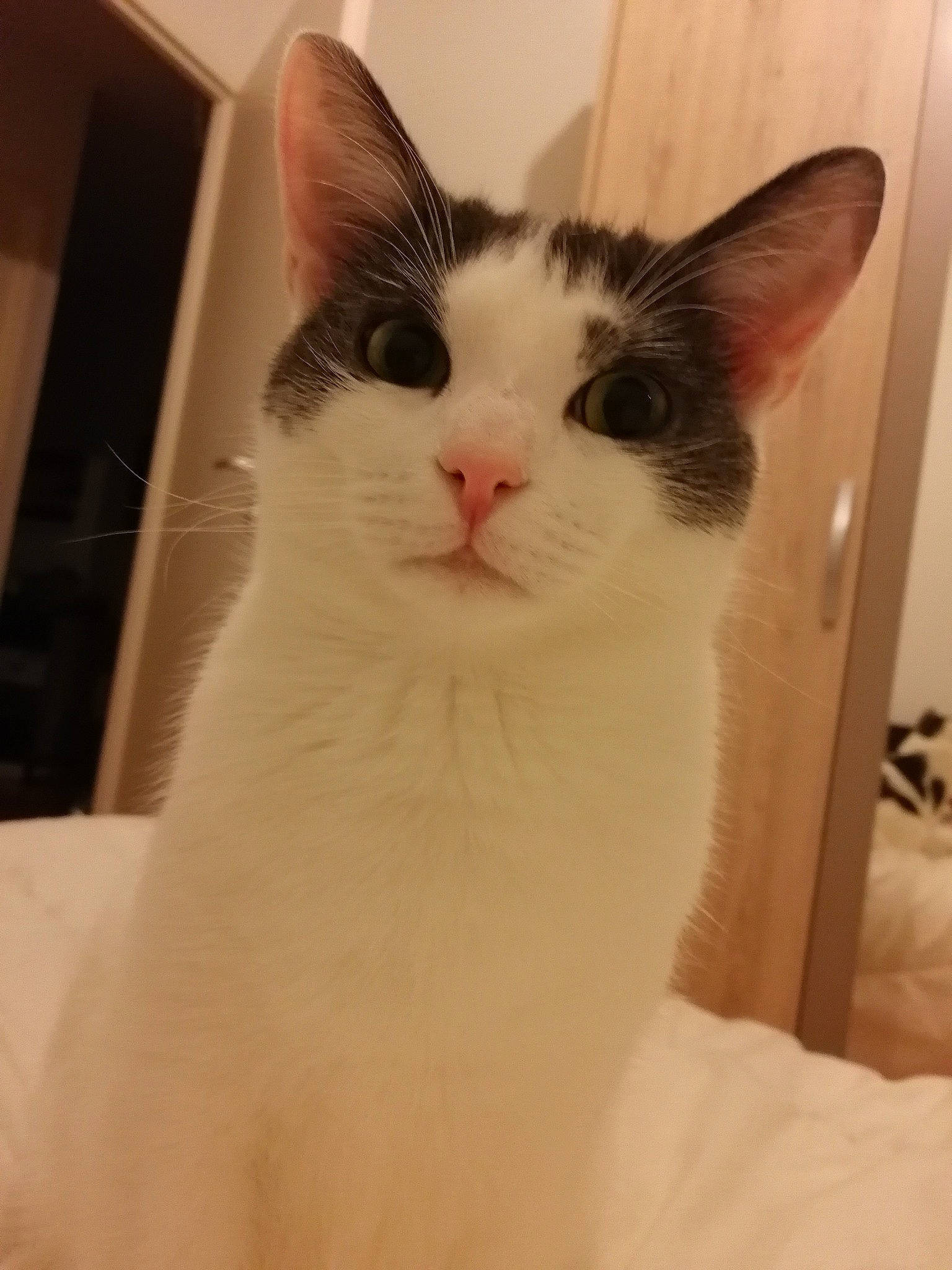 Funky participe au concours pour gagner de l'argent avec cette photo : aegean_cat, carnivore, cat, domestic_short_haired_cat, ear, felidae, japanese_bobtail, kitten, mammal, small_to_medium_sized_cats, turkish_van, whiskers