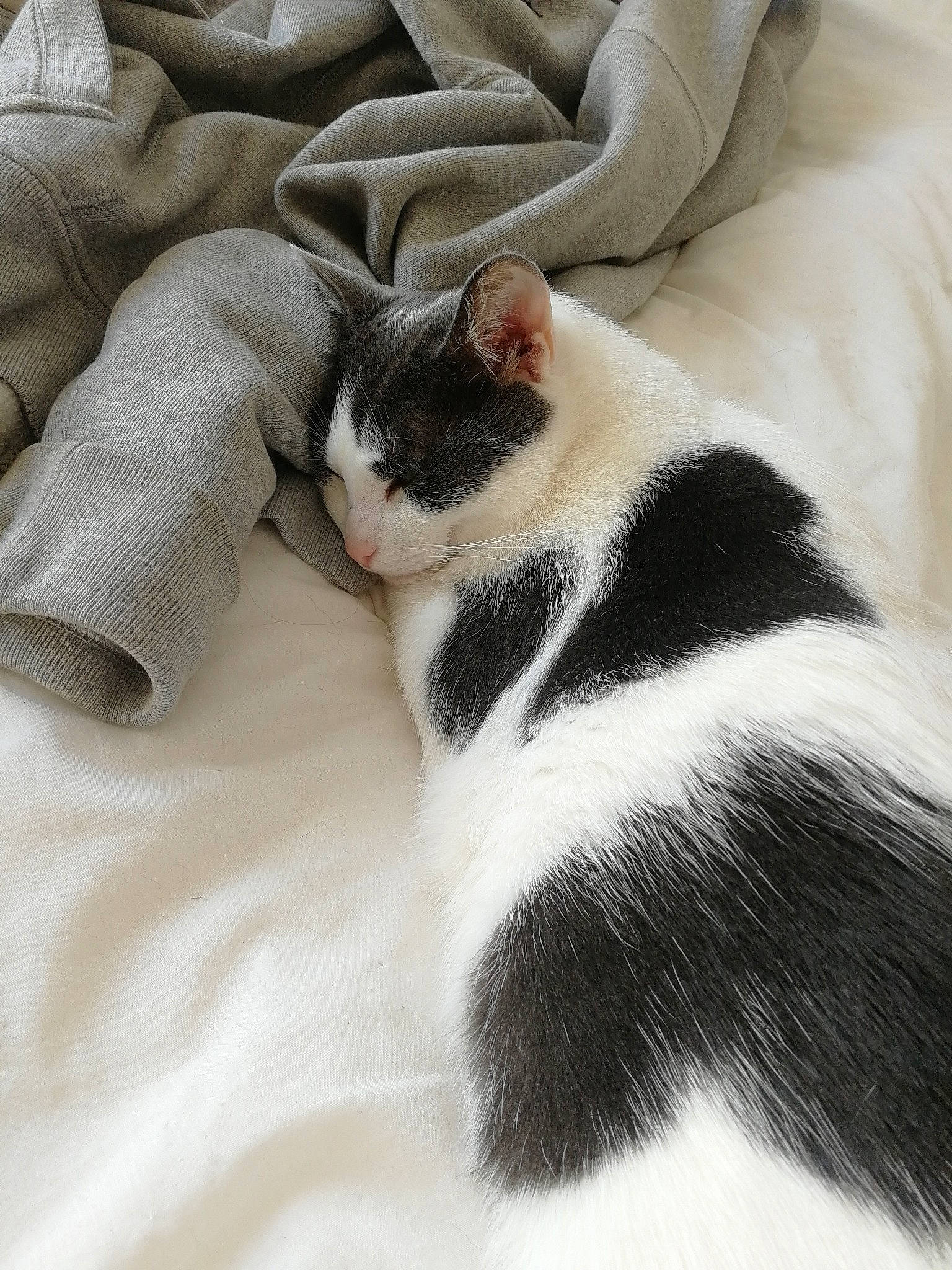 Funky participe au concours pour gagner de l'argent avec cette photo : black_and_white, carnivore, cat, comfort, ear, fawn, felidae, fur, kitten, nap, paw, polydactyl_cat, sand, skin, small_to_medium_sized_cats, snout, tail, whiskers