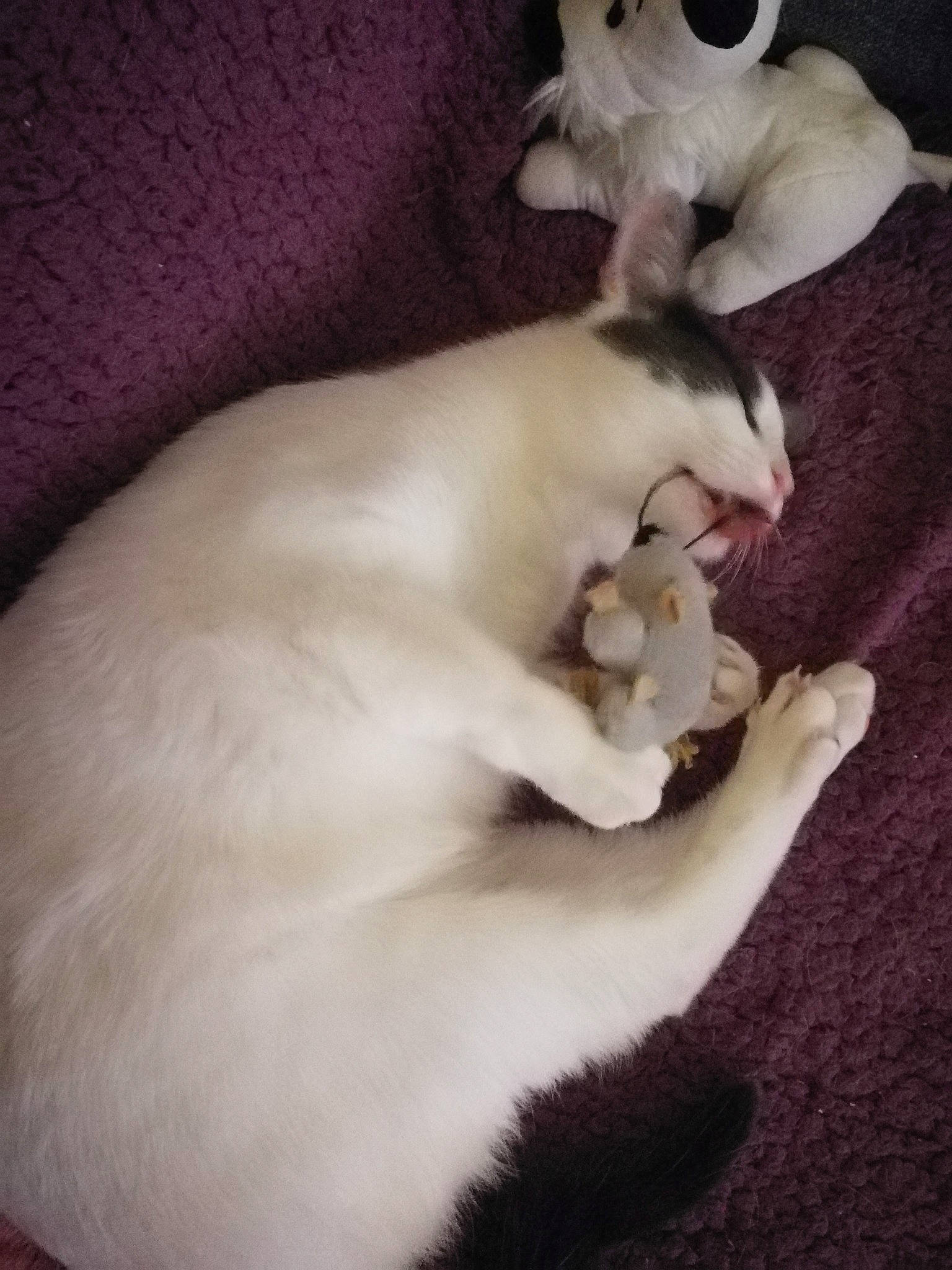 Funky participe au concours pour gagner de l'argent avec cette photo : balinese, burmilla, carnivore, cat, colorpoint_shorthair, cornish_rex, felidae, javanese, khao_manee, kitten, oriental_longhair, paw, peterbald, polydactyl_cat, singapura, small_to_medium_sized_cats, tail, thai, tonkinese, turkish_angora