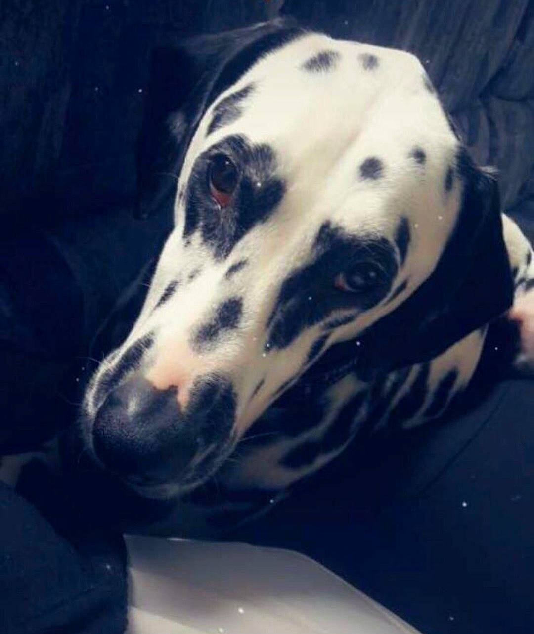 Bilbo participe au concours pour gagner de l'argent avec cette photo : canidae, carnivore, companion_dog, dalmatian, dog, dog_breed, eye, head, monochrome_photography, non_sporting_group, snout, sporting_group, terrestrial_animal, whiskers, working_animal